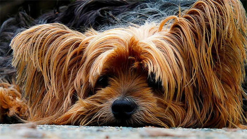 Las 19 razas de perros más saludables y longevas para tu familia