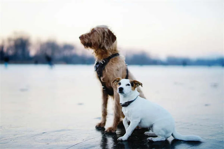 Las 19 razas de perros más saludables y longevas para tu familia