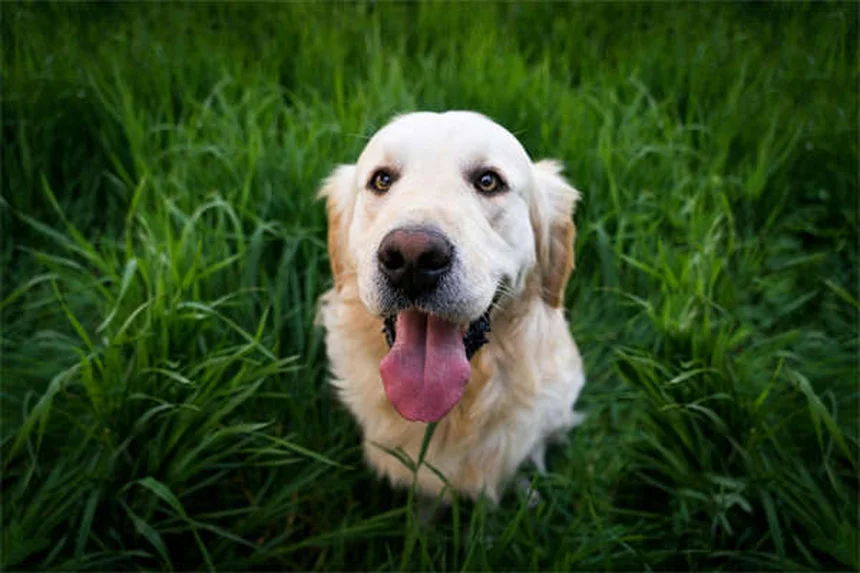 ¿Es normal hablar con los perros? Descubre por qué es bueno para ti