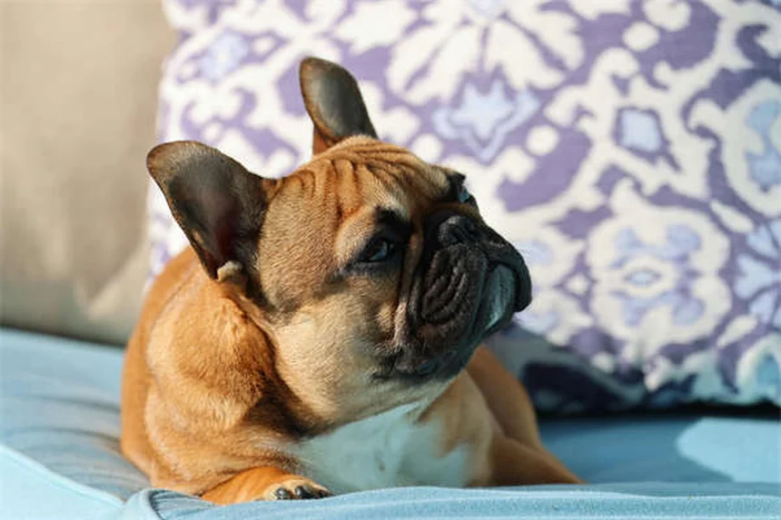 ¿Es normal hablar con los perros? Descubre por qué es bueno para ti