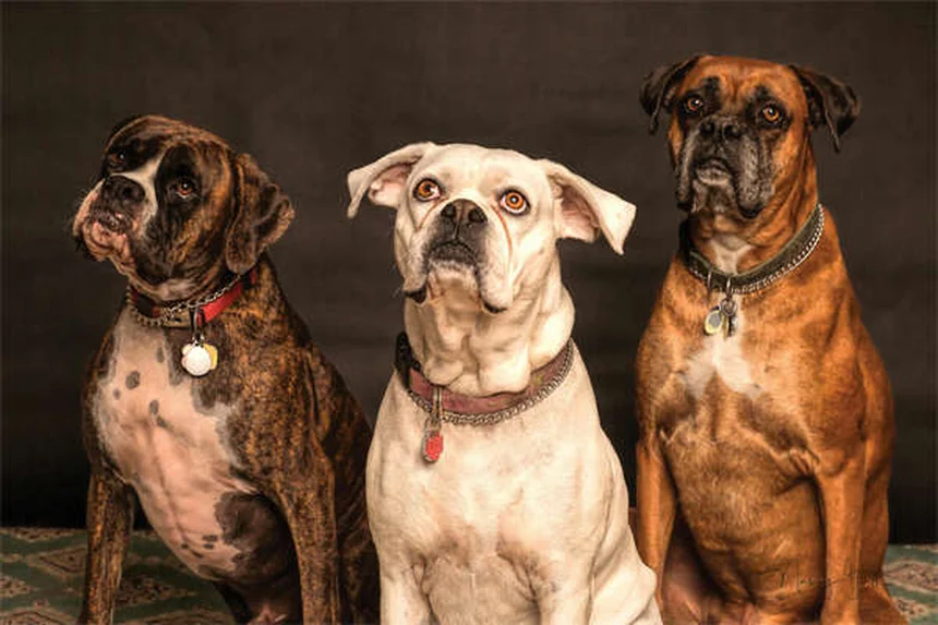 Nutramax para gatos: Los mejores suplementos para tu mascota