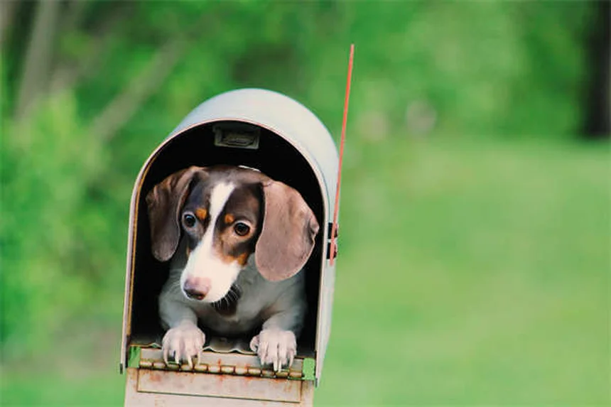 Cómo revisar a tu perro en busca de garrapatas: Guía completa