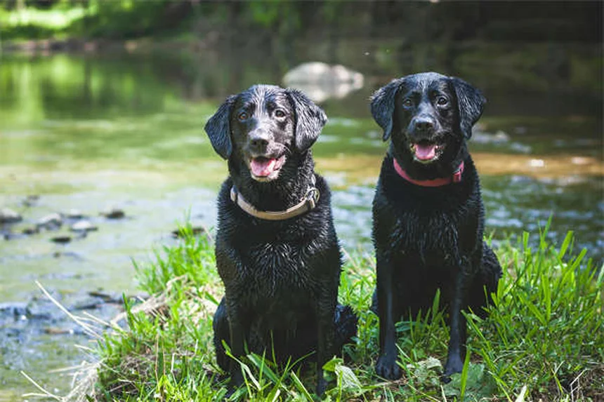 Cómo revisar a tu perro en busca de garrapatas: Guía completa