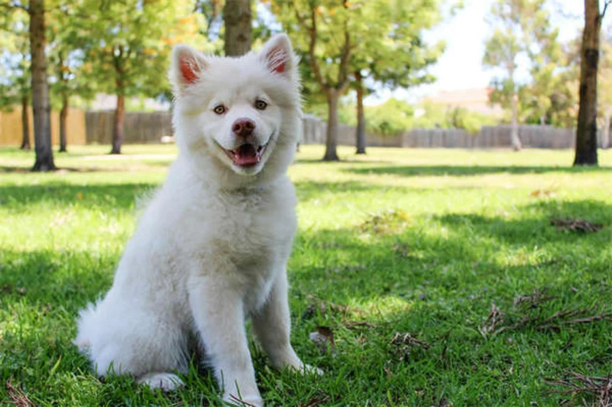 ¿Es segura la aspirina para perros y gatos? Descubre la verdad