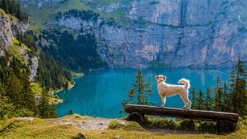 5 consejos esenciales para proteger a tu perro en las escaleras