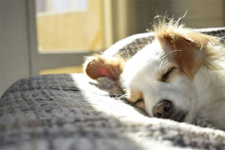 Las 21 mejores razas de perros para dueños primerizos en España