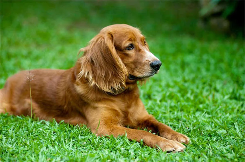 ¿Qué AINEs son seguros para perros? Guía completa 2024