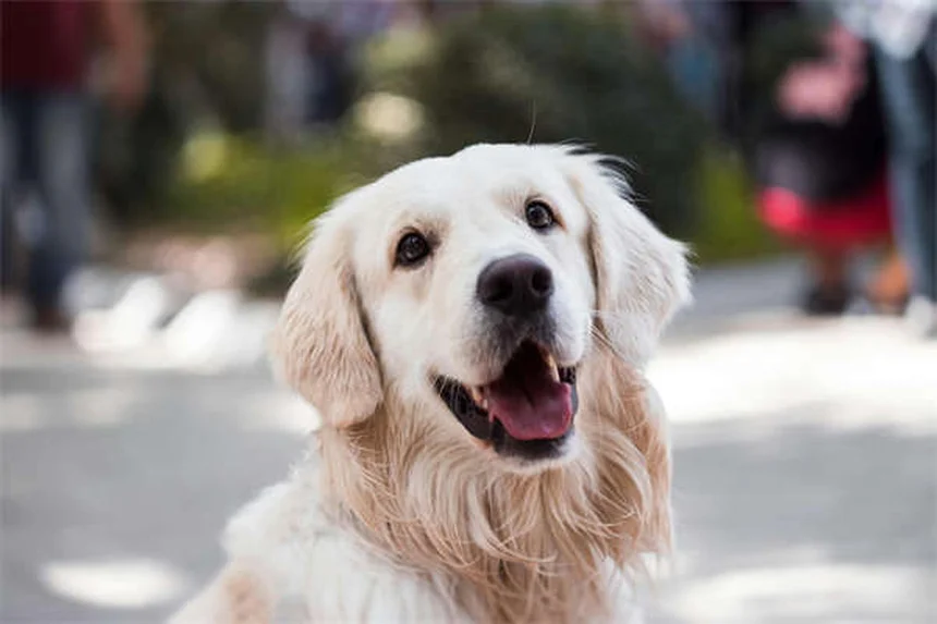 ¿Por qué a los perros les encantan las caricias en la panza? Descubre los secretos científicos