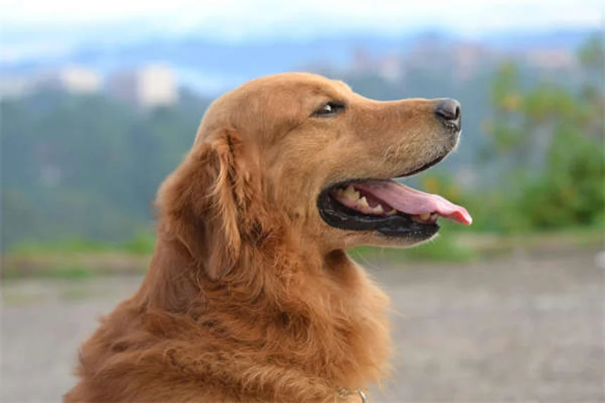 5 razones por las que tu perro ladra sin parar (y cómo solucionarlo)