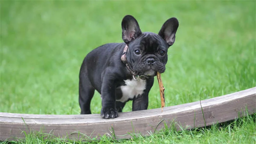 Ojos llorosos en perros: causas y soluciones prácticas