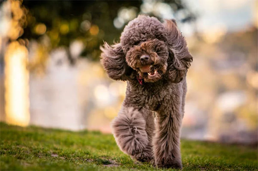 Teofilina para mascotas: Guía completa sobre usos y efectos
