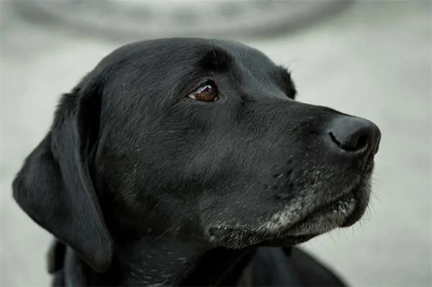 ¿Por qué mi perro no para de lamer sus patas? 5 causas y soluciones