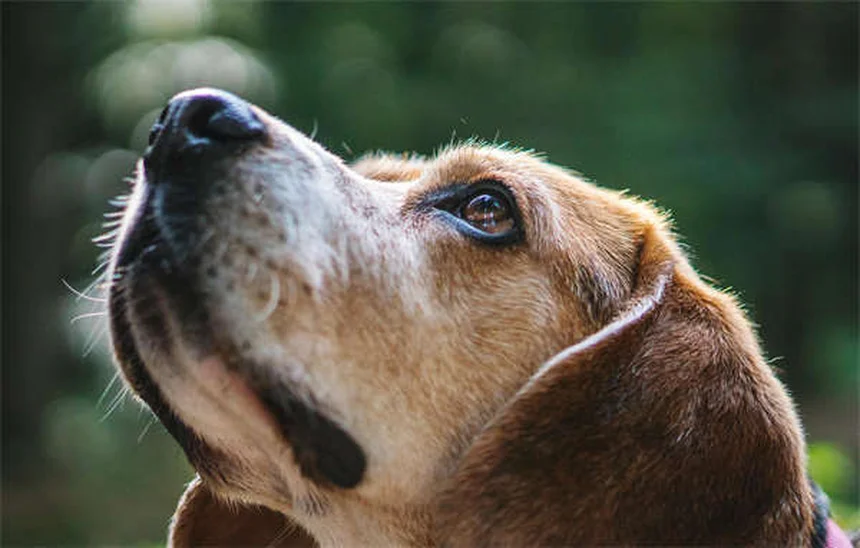 Cytoxan para perros y gatos: Guía completa sobre este medicamento contra el cáncer