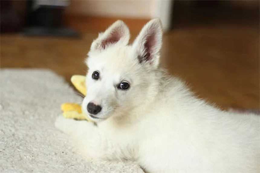 Clorfeniramina para mascotas: Guía completa para aliviar alergias en perros y gatos