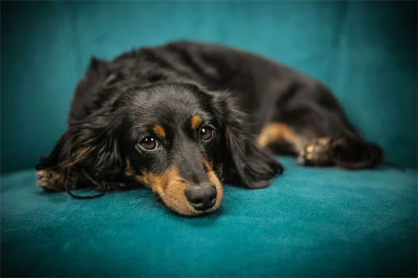 Cannabis medicinal para perros: ¿realmente funciona? Guía 2024