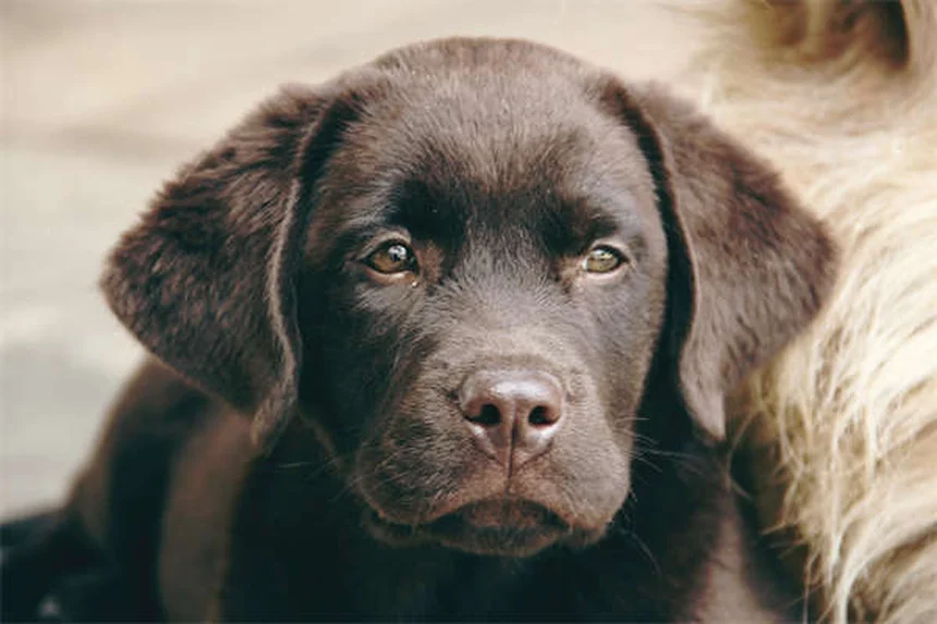 AAFCO en comida para perros: Guía completa para dueños responsables
