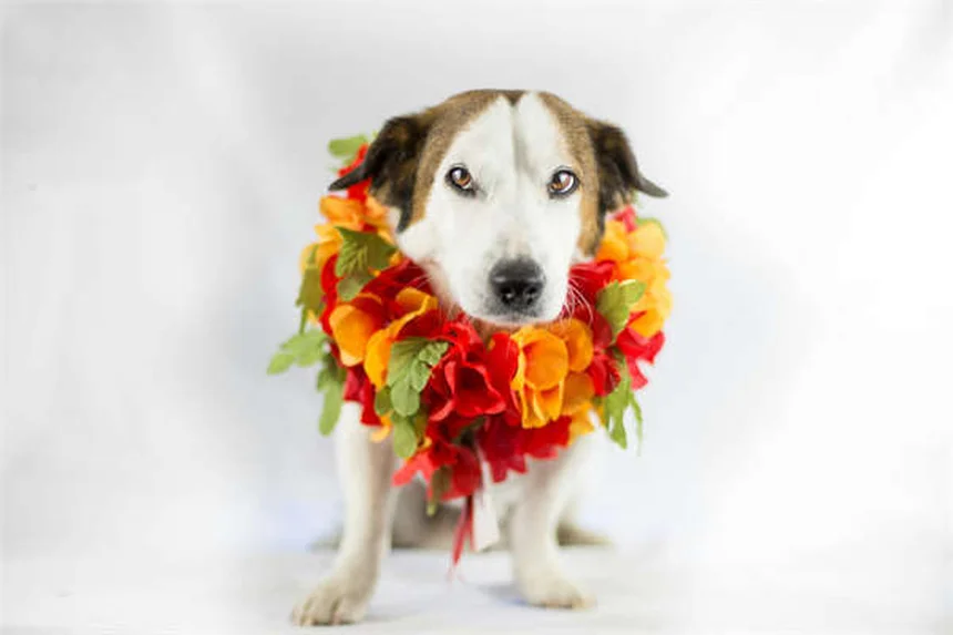 Hipertiroidismo en gatos: ¿Cuánto vive un gato con esta condición?