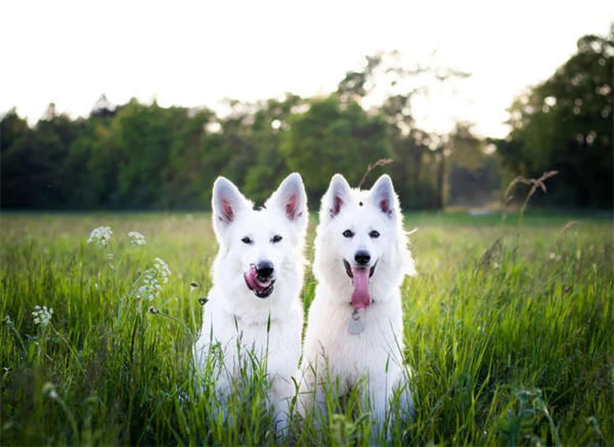 Comfortis® para perros y gatos: Todo lo que necesitas saber