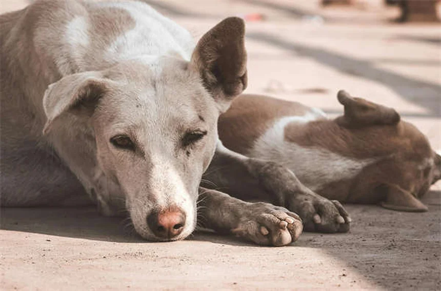 Diarrea crónica en gatos: causas y soluciones efectivas