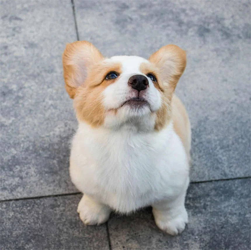 5 Claves Esenciales para Cuidar a un Perro Diabético como un Experto