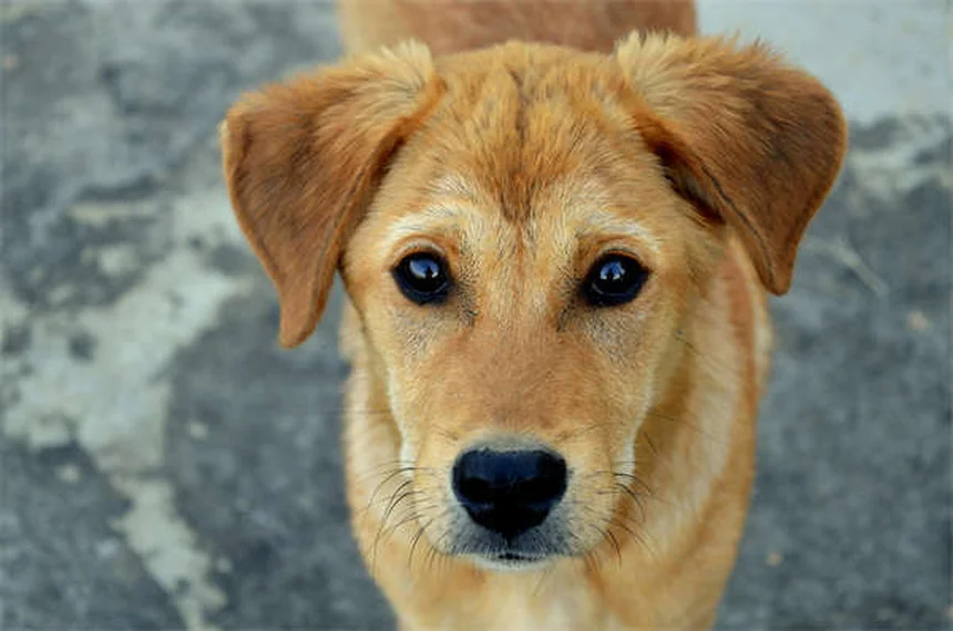 Picaduras de moscas negras en perros: síntomas, tratamiento y prevención