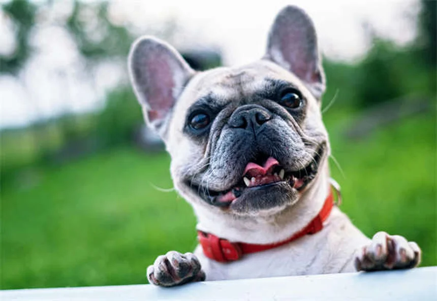 Flyball para perros: ¡Diversión y ejercicio en equipo!