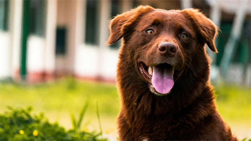 Flyball para perros: ¡Diversión y ejercicio en equipo!