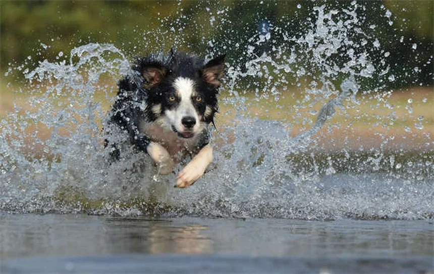 4 órdenes básicas de adiestramiento canino que pueden salvar a tu perro
