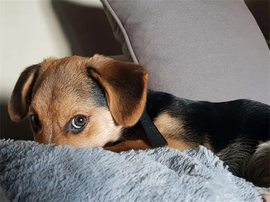 Vacuna DHPP para perros: Guía completa y esencial para proteger a tu peludo