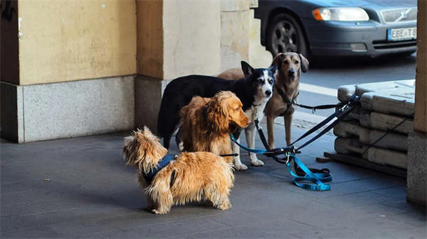5 enfermedades comunes en conejos: síntomas y tratamientos