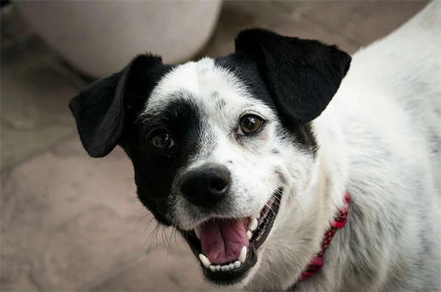 ¿Tu perro o gato está celoso? 9 señales claras y cómo solucionarlo