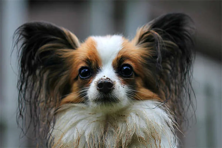 ¿Por qué mi perro babea mucho? Causas y soluciones