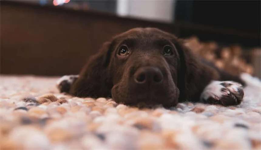 6 Comportamientos de Cachorros Explicados: Entiende a tu Perrito