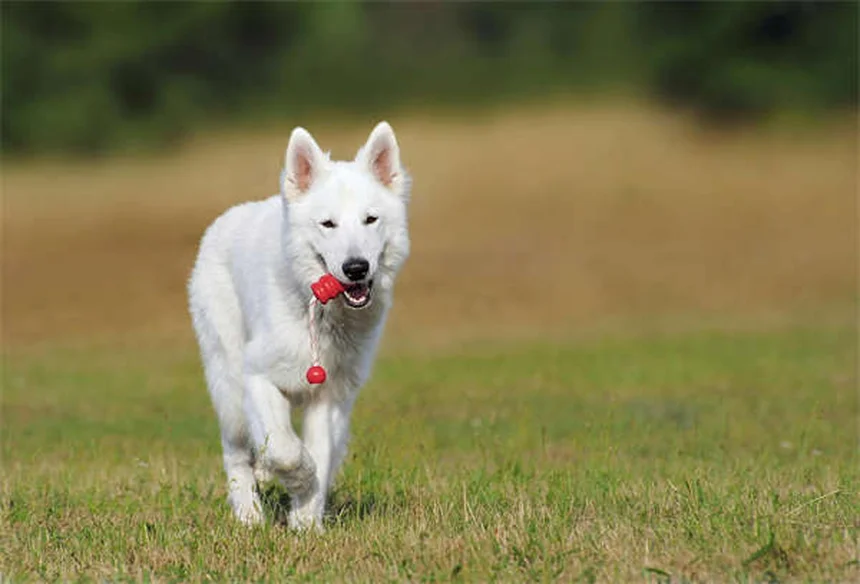 6 Comportamientos de Cachorros Explicados: Entiende a tu Perrito