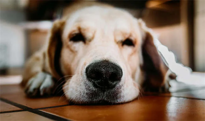 Pepto Bismol para perros: ¿Es seguro? Guía completa 2024
