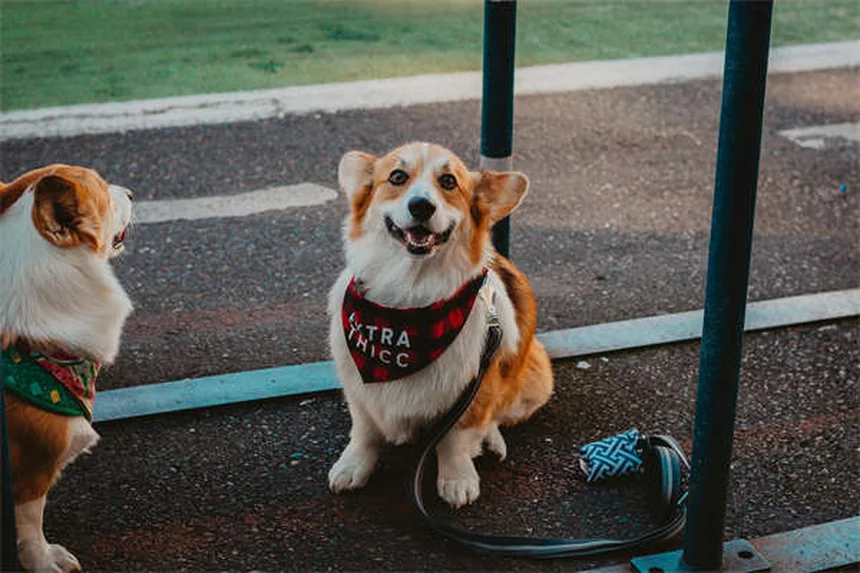 Pepto Bismol para perros: ¿Es seguro? Guía completa 2024