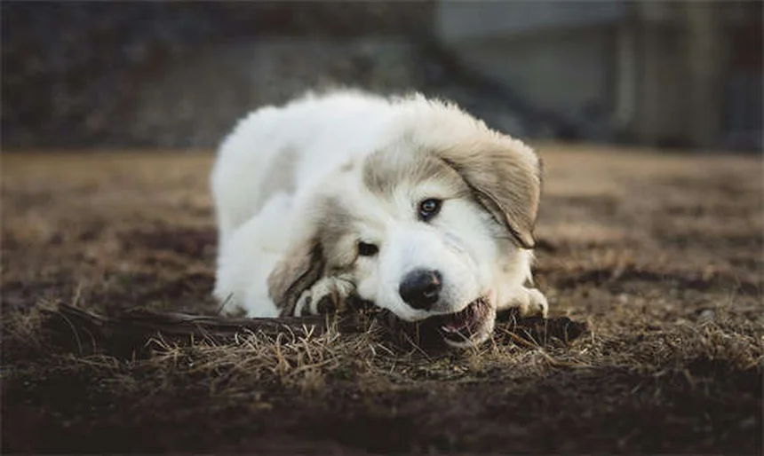 Proin® para perros: Todo lo que necesitas saber sobre este tratamiento para la incontinencia