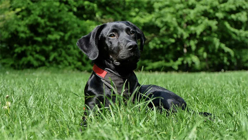 Proin® para perros: Todo lo que necesitas saber sobre este tratamiento para la incontinencia