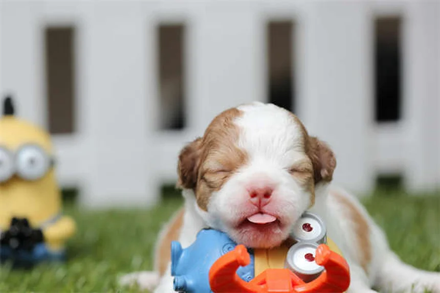 Proin® para perros: Todo lo que necesitas saber sobre este tratamiento para la incontinencia