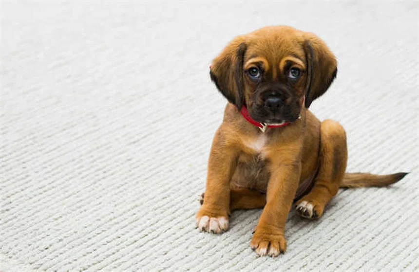 ¿Tu perro es hiperactivo o solo necesita más ejercicio? Soluciones prácticas