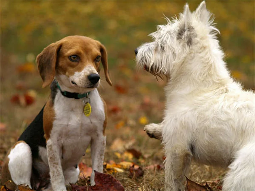 ¿Tu perro es hiperactivo o solo necesita más ejercicio? Soluciones prácticas